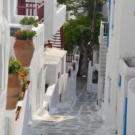 White And Grey Chora