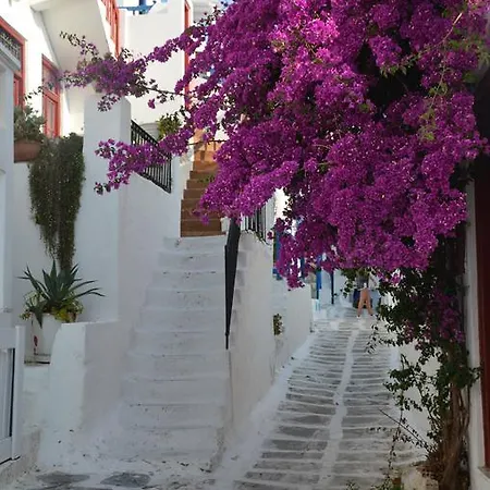 White And Grey Chora