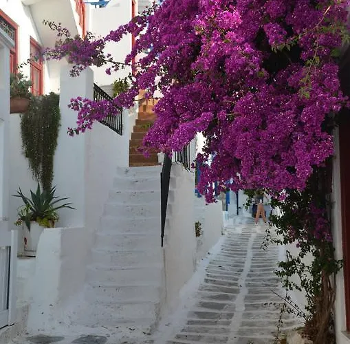 White And Grey Chora